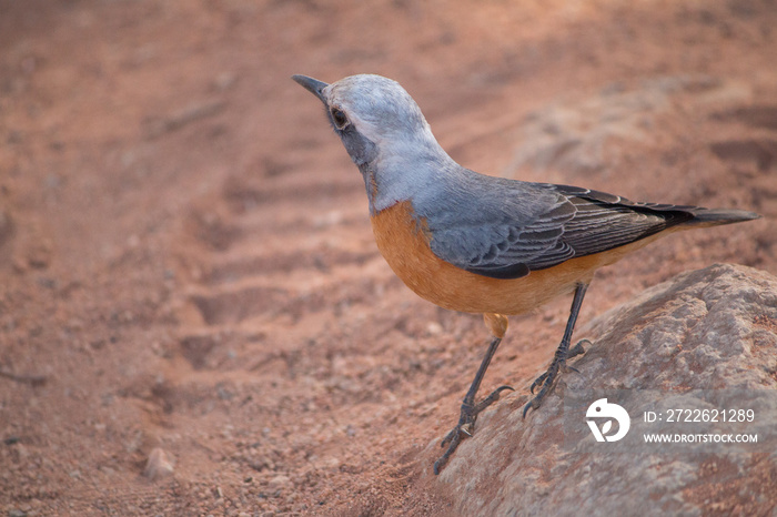 Short toed rock thrush in Damaraland, Namibia, Africa