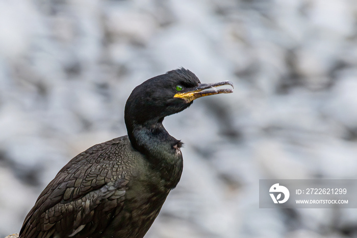 European Shag (Phalacrocorax aristotelis) head shot with the sea in the background