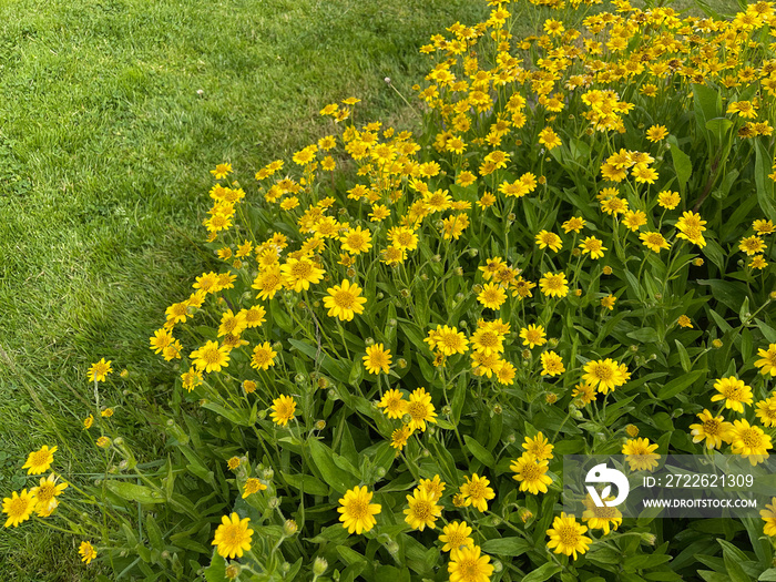 Arnica chamissonis