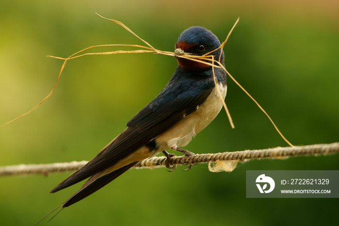 Bird with nest material. Barn swallow / Hirundo rustica