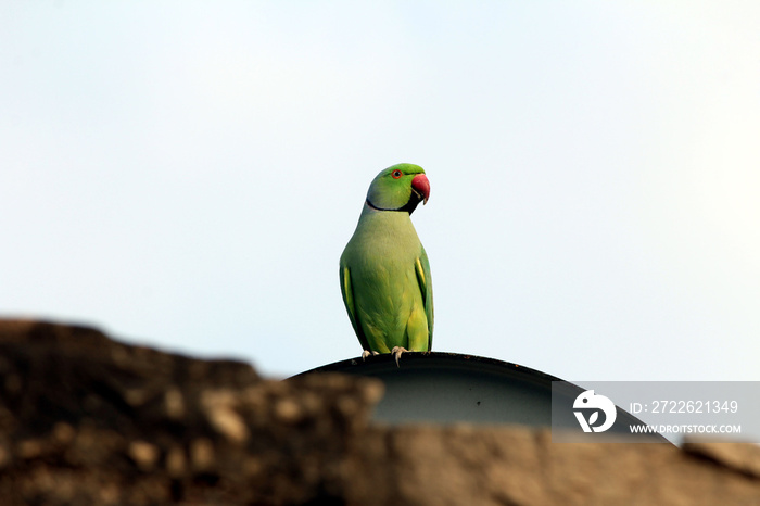 green bird parrot sit on a wheel