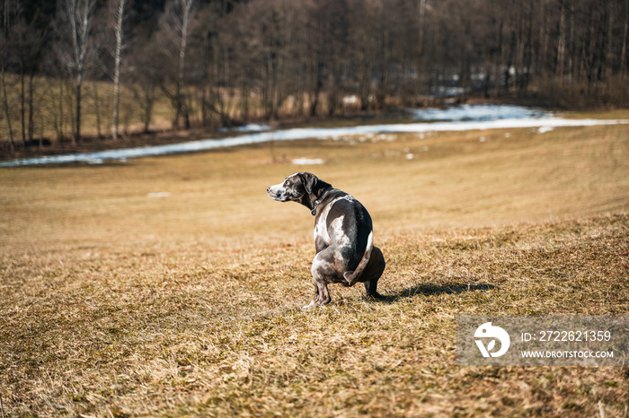 Dog pooping on the meadow