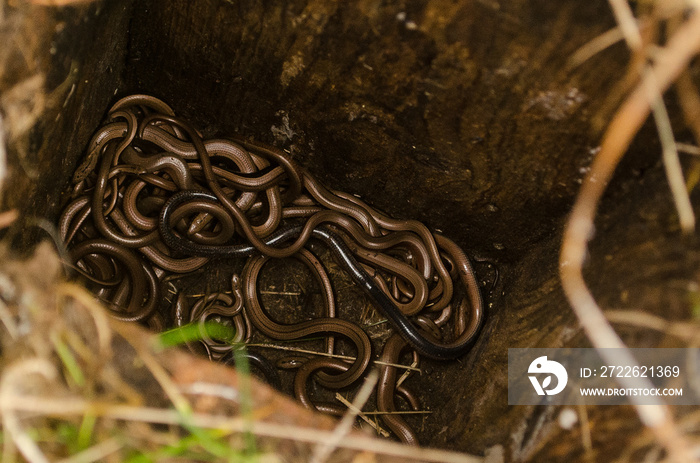 Many slow worms have fallen into the pit.