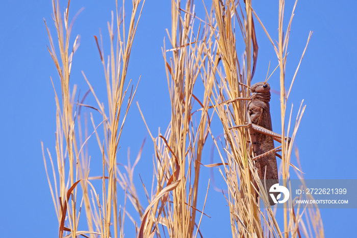 Brown red Locust, Acritidae, short-horned grasshopper on an agricultural cornfield, Chapada Dos Guimaraes, Brazil