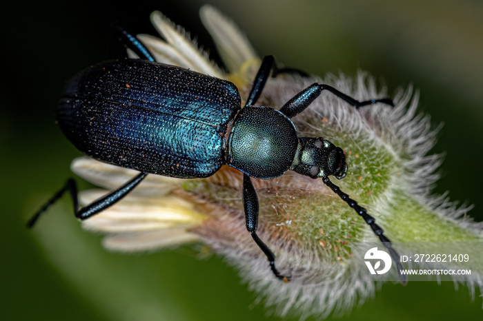 Adult Comb-clawed Darkling Beetle