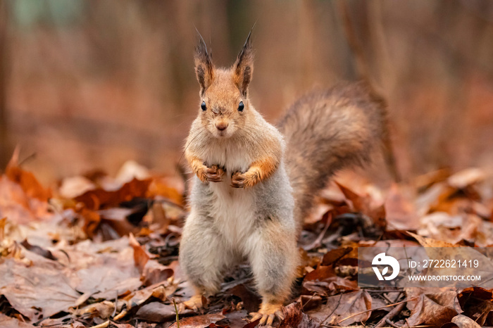 Red Squirrel standing on the branch of a tree in a forest. The red squirrel or Eurasian red squirrel (Sciurus vulgaris) is a species of tree squirrel in the genus Sciurus common throughout Eurasia.