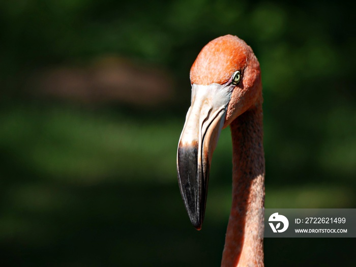 Closeup shot of an American Flamingo’s head and neck, facing front with a dark background