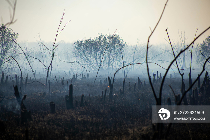 a raging fire in the garden, the remains of burnt fruit trees in the smoke. Front and back background blurred with bokeh effect