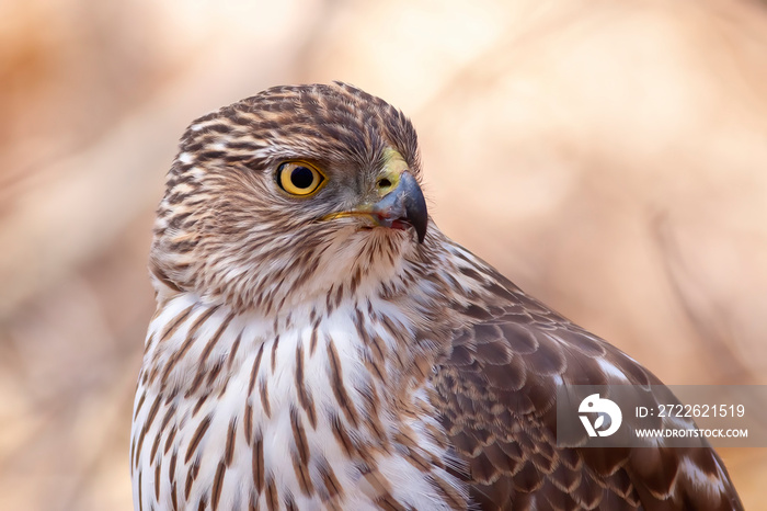 A Cooper’s Hawk closeup perched on a log in the forest