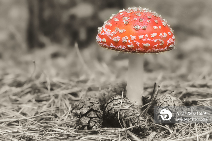 Waldpilz - Fliegenpilz (Amanita muscaria) - Colorkey - High quality photo - Mushroom in the Forest - Photo Wallpaper	- Mushroom in the Woods