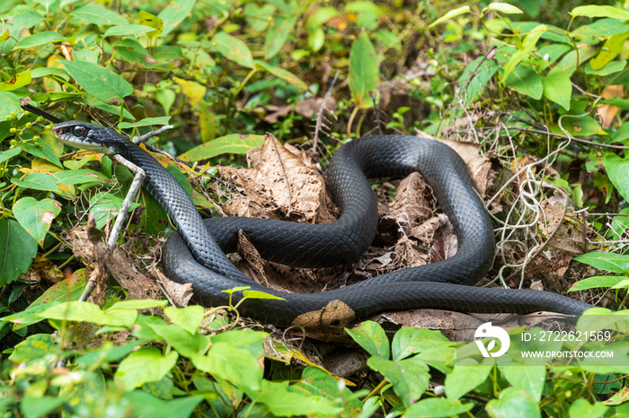 Southern black racer snake (Coluber constrictor priapus) lying on a bush - Dunnellon, Florida, USA