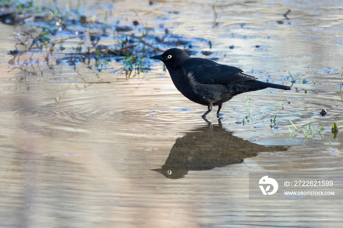 rusty blackbird (Euphagus carolinus)