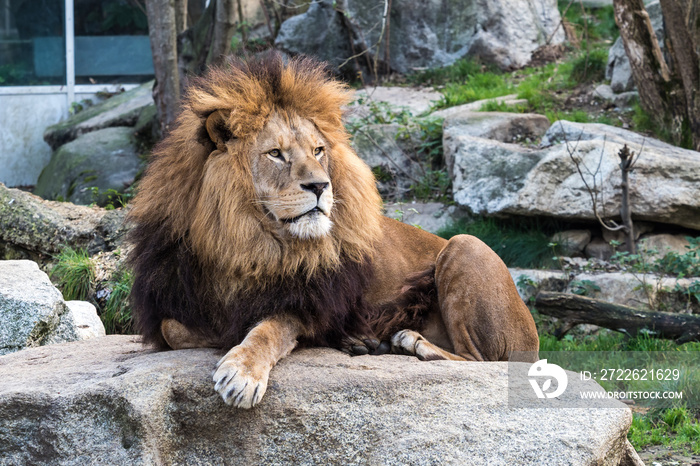 Löwe - Panthera leo