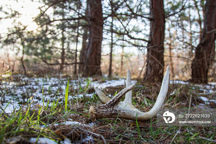 found  whitetail shed through under pine trees