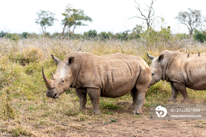 White rhinoceros or square-lipped rhinoceros is the largest extant species of rhinoceros.