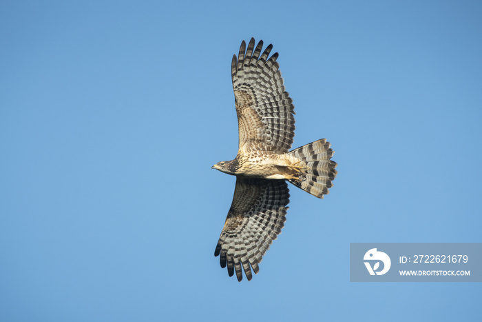 Bird hunter ,Oriental Honey-Buzzard flying on blue sky