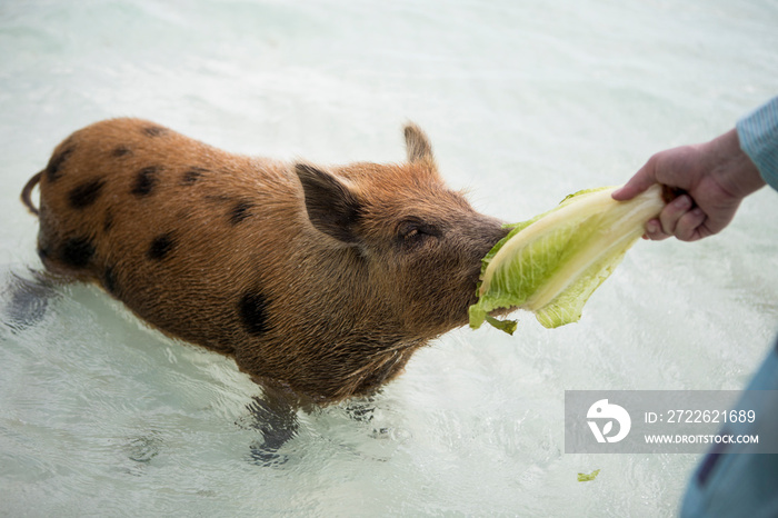 Swimming friendly pigs in the Bahamas.