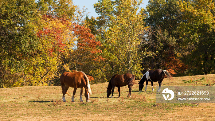 three horses grazing in a field in autumn