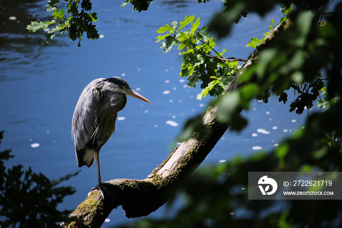 Grey Heron on the river tweed, Peebles