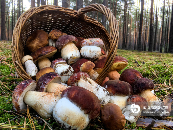 White mushrooms Butyriboletus regius (boletus regius ) in a basket on a forest glade.