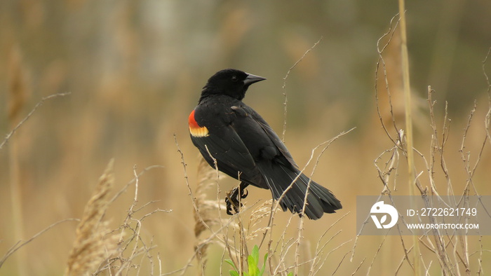 red winged blackbird