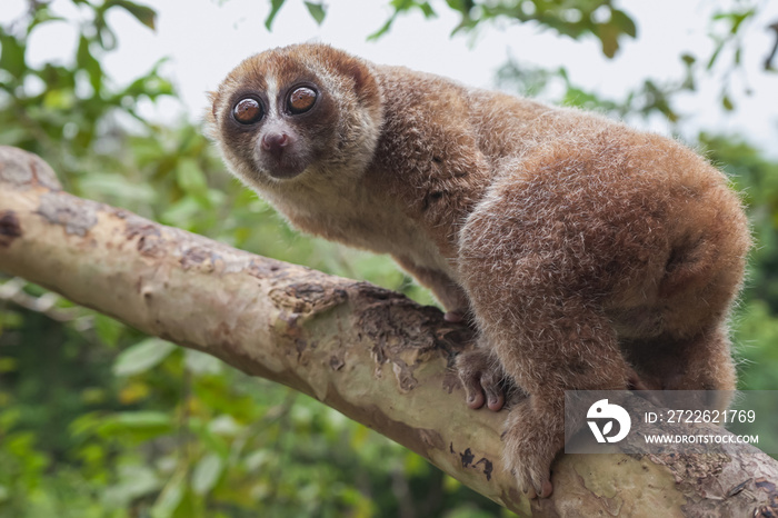 slow loris on the tree