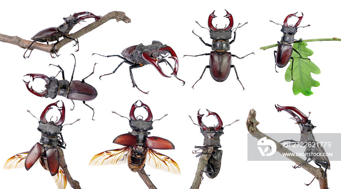 stag beetles. collection of stag beetles isolated on white.