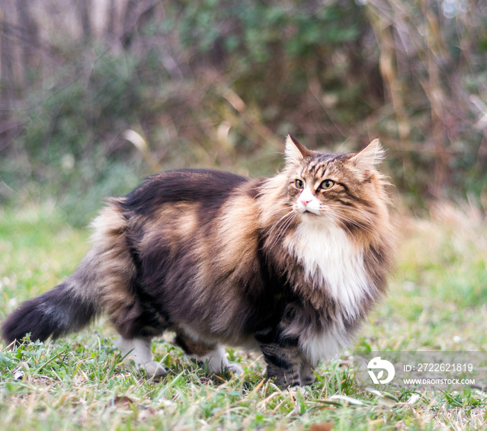 side view of a adult male norwegian forest cat  standing over the lawn looking around