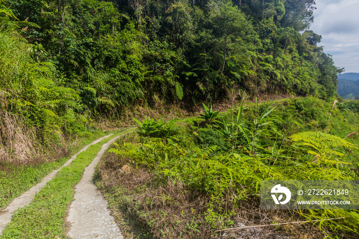 Path in the Cameron Highlands, Malaysia