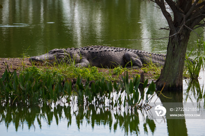 Large Alligator