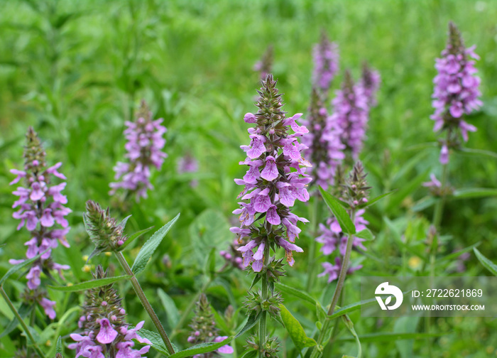 Stachys palustris grows among grasses in nature