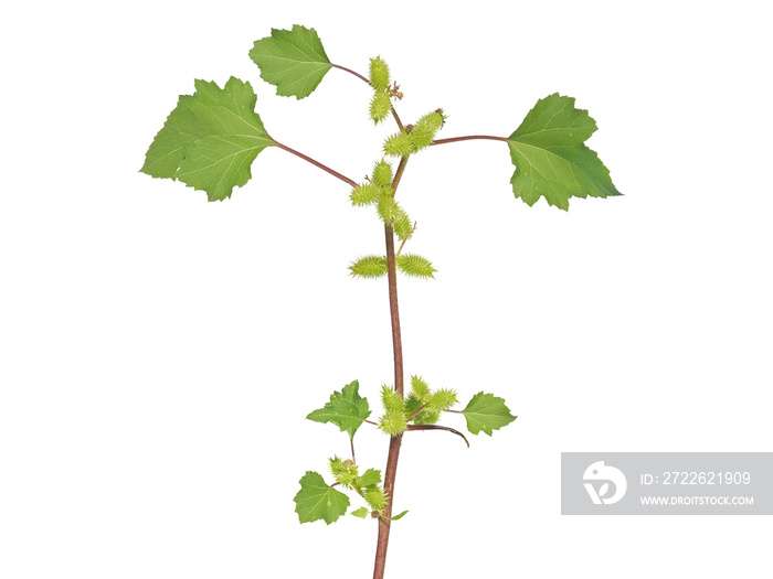 Rough cocklebur plant isolated on white background, Xanthium strumarium