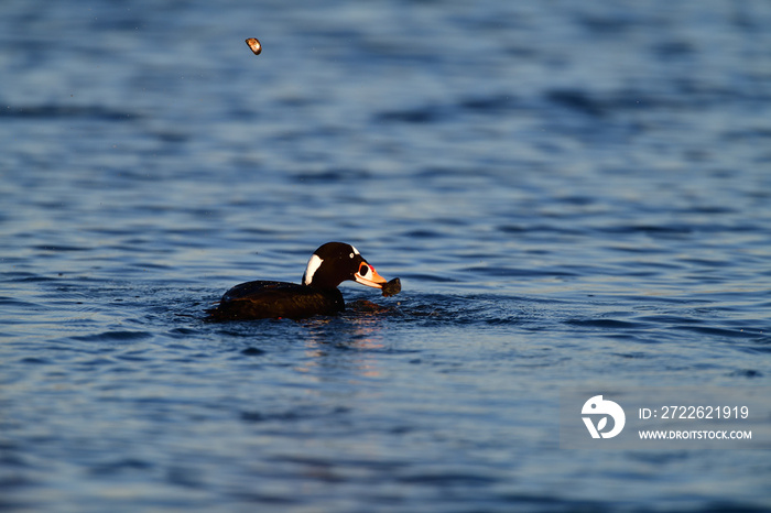 A Surf Scoter with Lunch in Bill