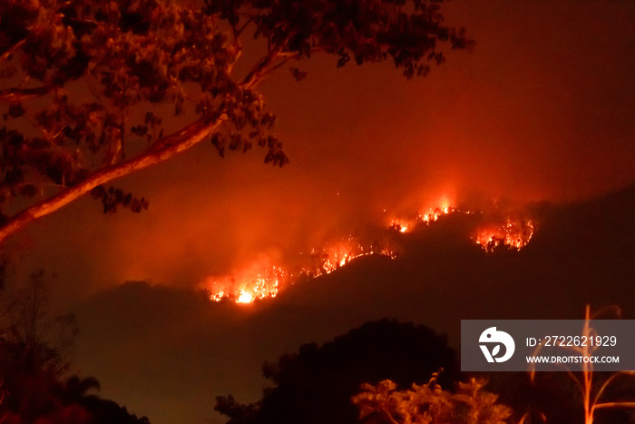 Amazon forest fire disater problem.Fire burns trees in the mountain at night.