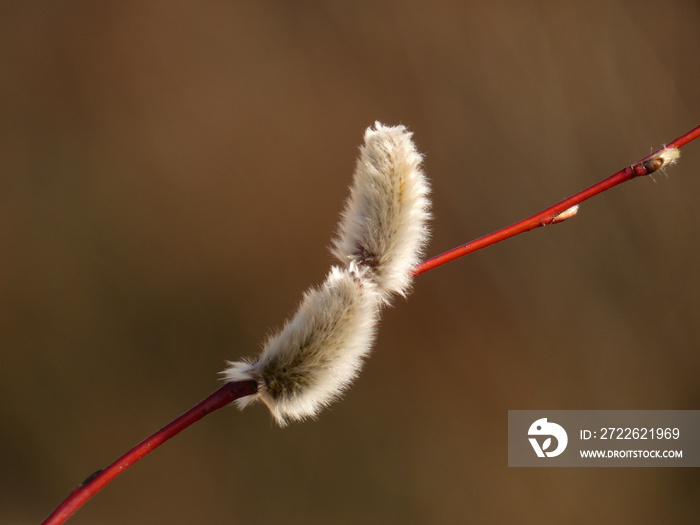 Purple willow (Salix purpurea) - red branch with fluffy catkins