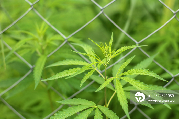 Close-up leaves of marijuana grow through chain-link fence. Ganja bushes behind the mesh.