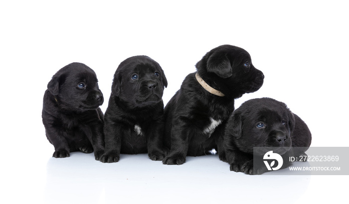 adorable labrador retriever group of puppies looking to side