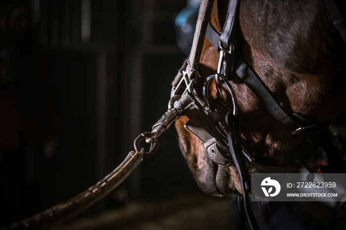 Tacked Up Horse Waiting for a Rider in a Dark Stable