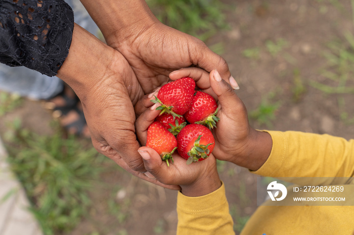 Mother and son holding fresh strawberries in hands