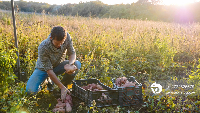 Farmer harvesting and puts sweet potato in box at field of his farm.