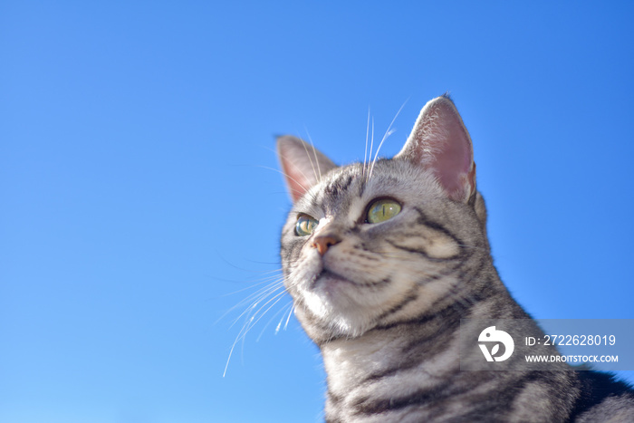 猫と青空