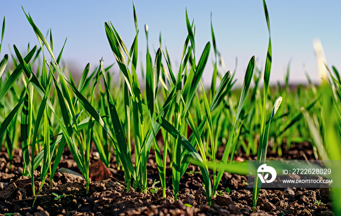 Young sprouts of wheat, closeup view.