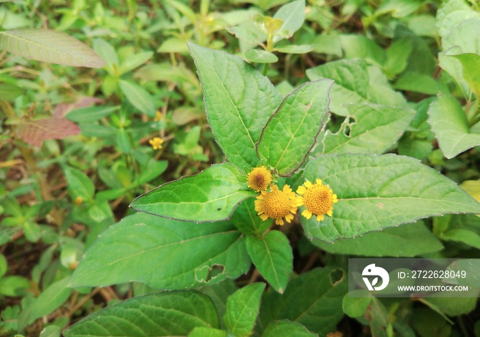 photo of legetan plant, scientific name is Spilanthes acmella