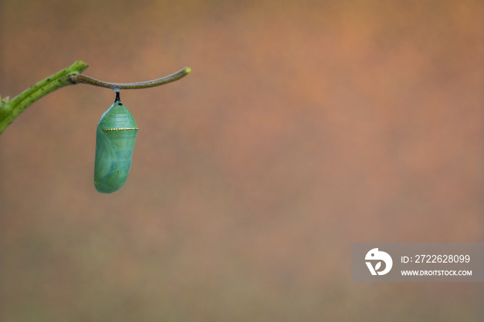 Monarch Chrysalis, Danaus Plexppus, on Milkweed stem warm gold background room for text copy