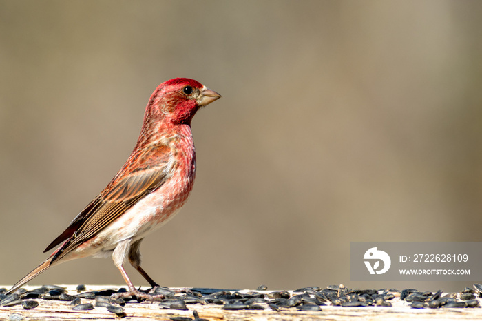 Male Purple Finch Haemorhous purpureus bird