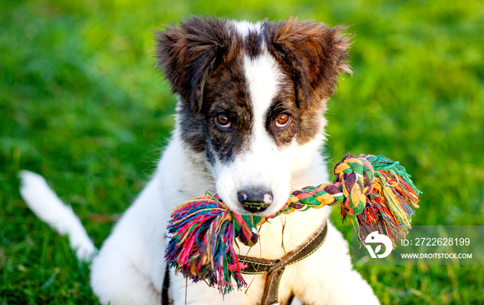 cute shepherd dog puppy on green meadow ready for a game of fetch - happy healthy pet