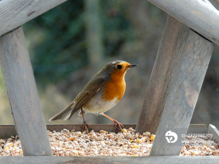 Robin in a bird feeder