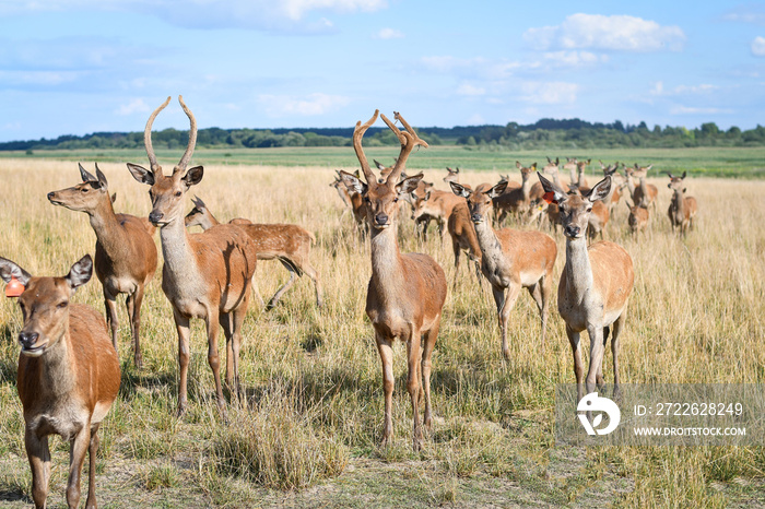 A flock of deer walking on the deer farm. Selective focus.