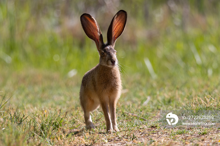 Very close view of a black-tailed jackrabbit, seen in the wild near a north California marsh