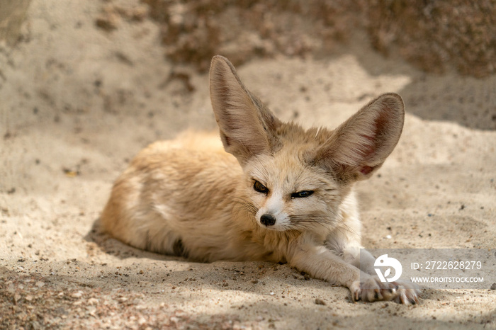 Fennec desert fox portrait